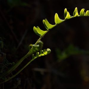 Meet your Posher, Pamela